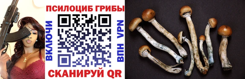 Псилоцибиновые грибы Psilocybine cubensis  omg онион  даркнет какой сайт  Мурманск 